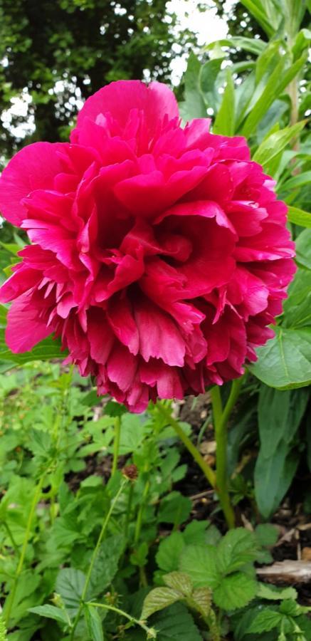 Rose Farm Bed and Breakfast Honiton Exterior foto