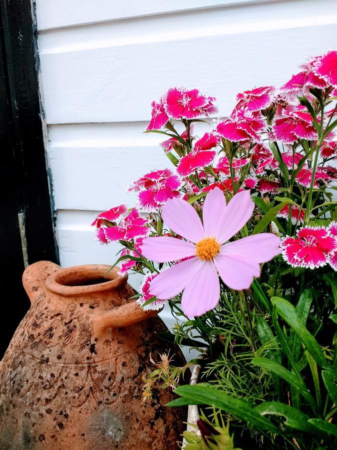 Rose Farm Bed and Breakfast Honiton Exterior foto